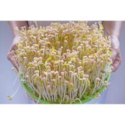 BROTO FEIJAO MOYASHI (500 GR) - MURAKAMI DISTRIBUIDORA