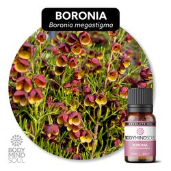 Óleo Essencial Absoluto Boronia Organico - BMSOABA... - ÓLEOS NATURA OFICIAL
