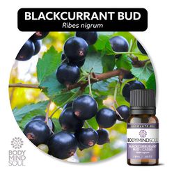Óleo Absoluto CASSIS, GROSELHA PRETA - Blackcurran... - ÓLEOS NATURA OFICIAL