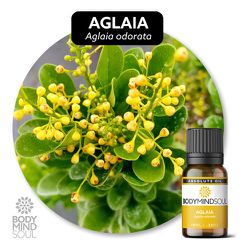 Óleo Absoluto Aglaia - Aglaia Odorata - BMSOAAGLAI... - ÓLEOS NATURA OFICIAL