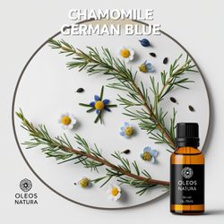 Óleo Essencial CAMOMILA AZUL ALEMÃ - CHAMOMILE GER... - ÓLEOS NATURA OFICIAL