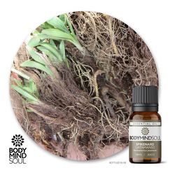 Óleo Essencial Spikenard Jatamansi Nardo Verde - B... - ÓLEOS NATURA OFICIAL