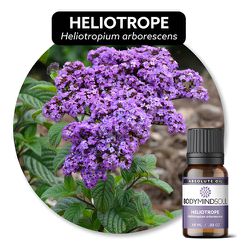 Óleo Essencial Absoluto Heliotrópio Heliotrope Org... - ÓLEOS NATURA OFICIAL
