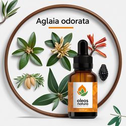 Óleo Absoluto Aglaia - Aglaia Odorata - BMSOAAGLAI... - ÓLEOS NATURA
