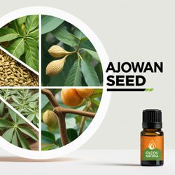 Óleo Essencial Ajowan Seed - Ajowan Sementes - BMS... - ÓLEOS NATURA
