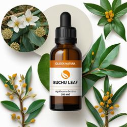 Óleo Essencial Buchu Folhas - Buchu Leaf - BMSOEBU... - ÓLEOS NATURA