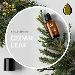 Óleo Essencial Tuia MaÇÃ - Cedar Leaf(thuja) - BMS... - ÓLEOS NATURA