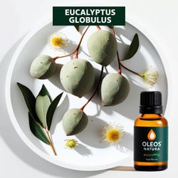 Óleo Essencial EUCALIPTO GLOBULUS - EUCALYPTUS GLO... - ÓLEOS NATURA OFICIAL