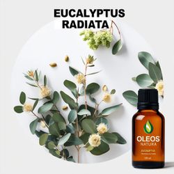 Óleo Essencial EUCALIPTO RADIATA - EUCALYPTUS RADI... - ÓLEOS NATURA OFICIAL