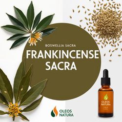 Óleo Essencial OlÍbano Sagrado - Frankincense Sacr... - ÓLEOS NATURA