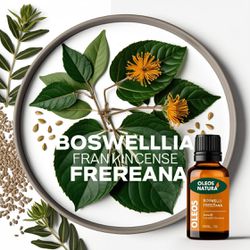 Óleo Essencial OlÍbano Frereana - Frankincense Fre... - ÓLEOS NATURA