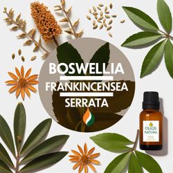 Óleo Essencial OlÍbano Da Índia - Frankincense Ser... - ÓLEOS NATURA