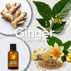 Óleo Essencial Gengibre - Ginger - BMSOEGINGER - ÓLEOS NATURA