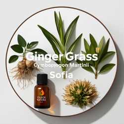 Óleo Essencial Capim Gengibre - Ginger Grass - BMS... - ÓLEOS NATURA