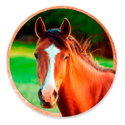 Painel Redondo 50x50 - Cavalo - PAINEL E CORES