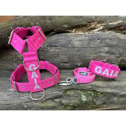 KIT PEITORAL PREMIUM PERSONALIZADO, COLEIRA PERSON... - PETSPACE