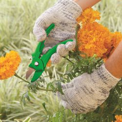 Tesoura de Poda Para Jardim Hobby 15,2cm (TS 3113) - Trapp