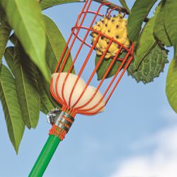 Colhedor de Frutas Sem Cabo (FT-20750) - Trapp