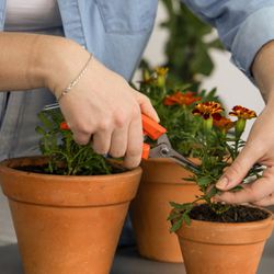 Tesoura Para Frutas Com Cabo Plástico (78301/011) - Tramontina