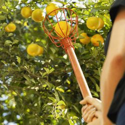 Colhedor de Frutas Pequeno Sem Cabo (77819/021) - Tramontina