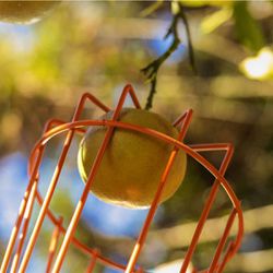 Colhedor de Frutas Pequeno Sem Cabo (77819/021) - Tramontina