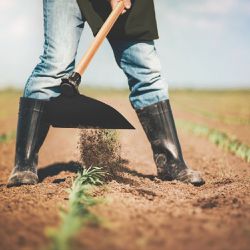 Enxada Canavieira Goivada 2.5 Sem Cabo (77215/254) - Tramontina