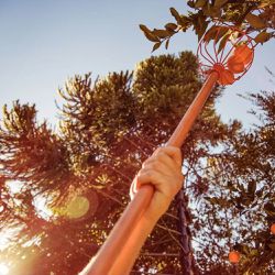 Colhedor de Frutas sem Cabo em Aço - Grande (77819/201) - Tramontina 