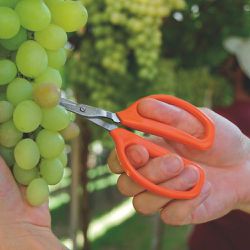 Tesoura Para Frutas em Aço Inox (78310/101) - Tramontina