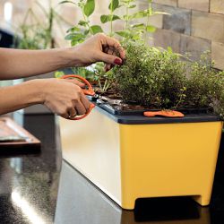 Tesoura Para Frutas em Aço Inox (78310/101) - Tramontina