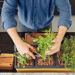 Tesoura Para Frutas em Aço Inox (78310/101) - Tramontina