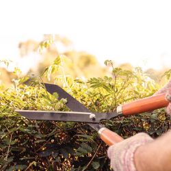Tesoura Para Cerca Viva Com Cabo de Madeira (78330/125) - Tramontina