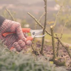 Tesoura de Poda Com Cabo Plástico (78300/001) - Tramontina