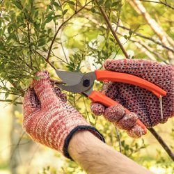 Tesoura de Poda Com Cabo Plástico (78300/001) - Tramontina