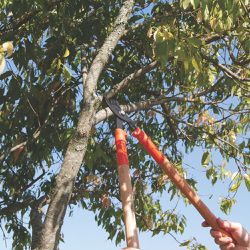 Tesourão de Poda Tipo Bypass Cabo de 60cm - Tramontina