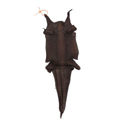 Couro de Jacare Acab. HB (CAIMAN YACARE) Cafe Cera... - Exotic Couros