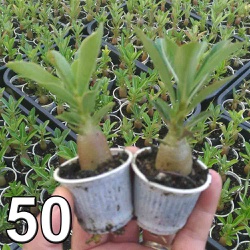 Rosa Do Deserto Valmor Adenium Plantas Sementes Acessorios Aqui voce encontra sementes e diversas informacoes uteis sobre este cultivar que conquista cada vez mais adeptos em todo mundo. rosa do deserto valmor adenium