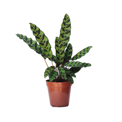 Calathea Cascavel PT12 - Ibirapuera Garden