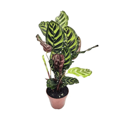 Calathea Pavão PT12 - Ibirapuera Garden