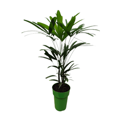 Palmeira Rafis PT17 - Ibirapuera Garden