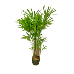 Palmeira Rafis PT28 - Ibirapuera Garden