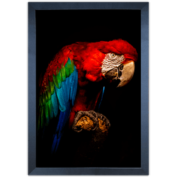 ARARA 03 - Quadro com Moldura - Preto, Marrom, Rús... - Las Quadros