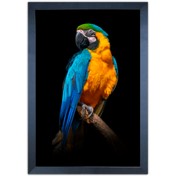 ARARA 04 - Quadro com Moldura - Preto, Marrom, Rús... - Las Quadros