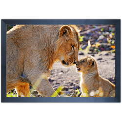 Leão 09 - Quadro com Moldura - Preto, Marrom, Rúst... - Las Quadros