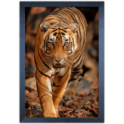 Tigre 02 - Quadro com Moldura - Preto, Marrom, Rús... - Las Quadros