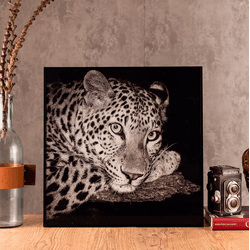 Quadro Onça Wild Africa II 60x60cm - 6654 - Loja Modelo