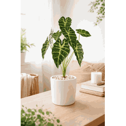 Galho Folhagem Alocasia Artificial P Decoração Rea... - BARBIZAN DECORE