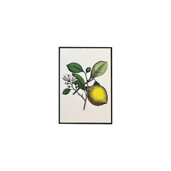Quadro 45x30 Limões Siciliano - Q4530-LS - Marcia Helena Decorações