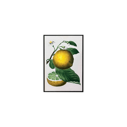Quadro 45x30 Limões Siciliano - Q4530LS2 - Marcia Helena Decorações