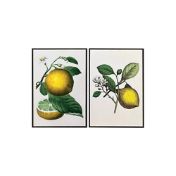 Dupla de Quadros 45x30 Limões Siciliano - Q4530-DL... - Marcia Helena Decorações