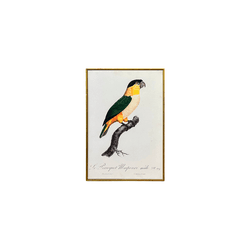 Quadro 45x30 Araras - Q4530-AR2 - Marcia Helena Decorações